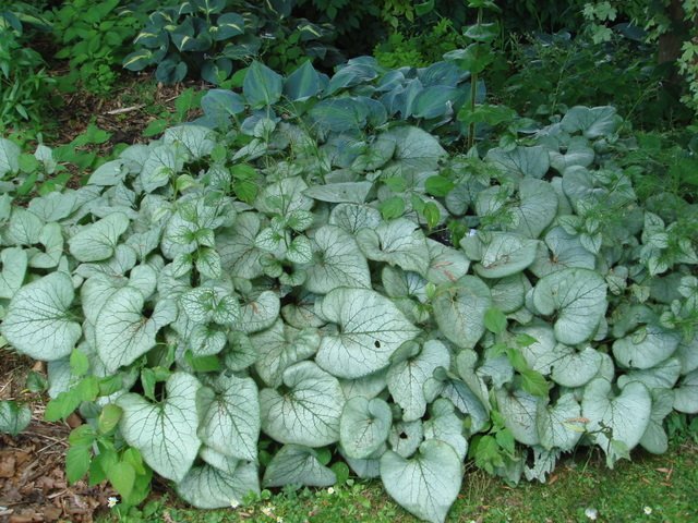 Brunnera macrophylla 'Looking Glass'